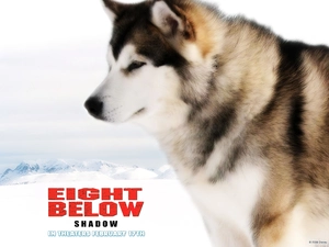 Eight Below, sledge, winter, dog