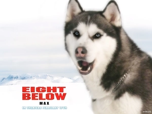 dog, Eight Below, chain