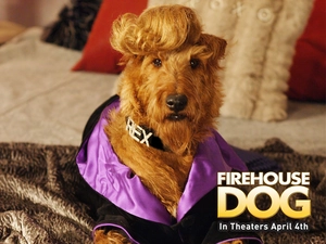 Firehouse Dog, mane, Sofa, dog