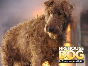 Firehouse Dog, dog
