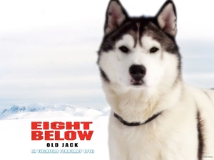 Eight Below, dog, Mountains