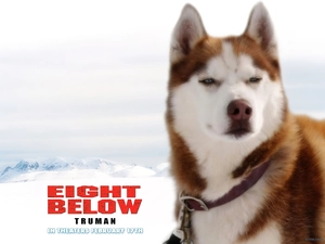 dog, Eight Below, team