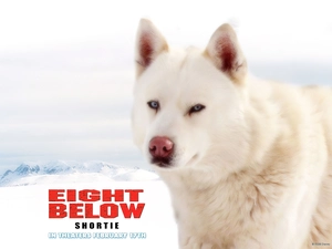 dog, Eight Below, White