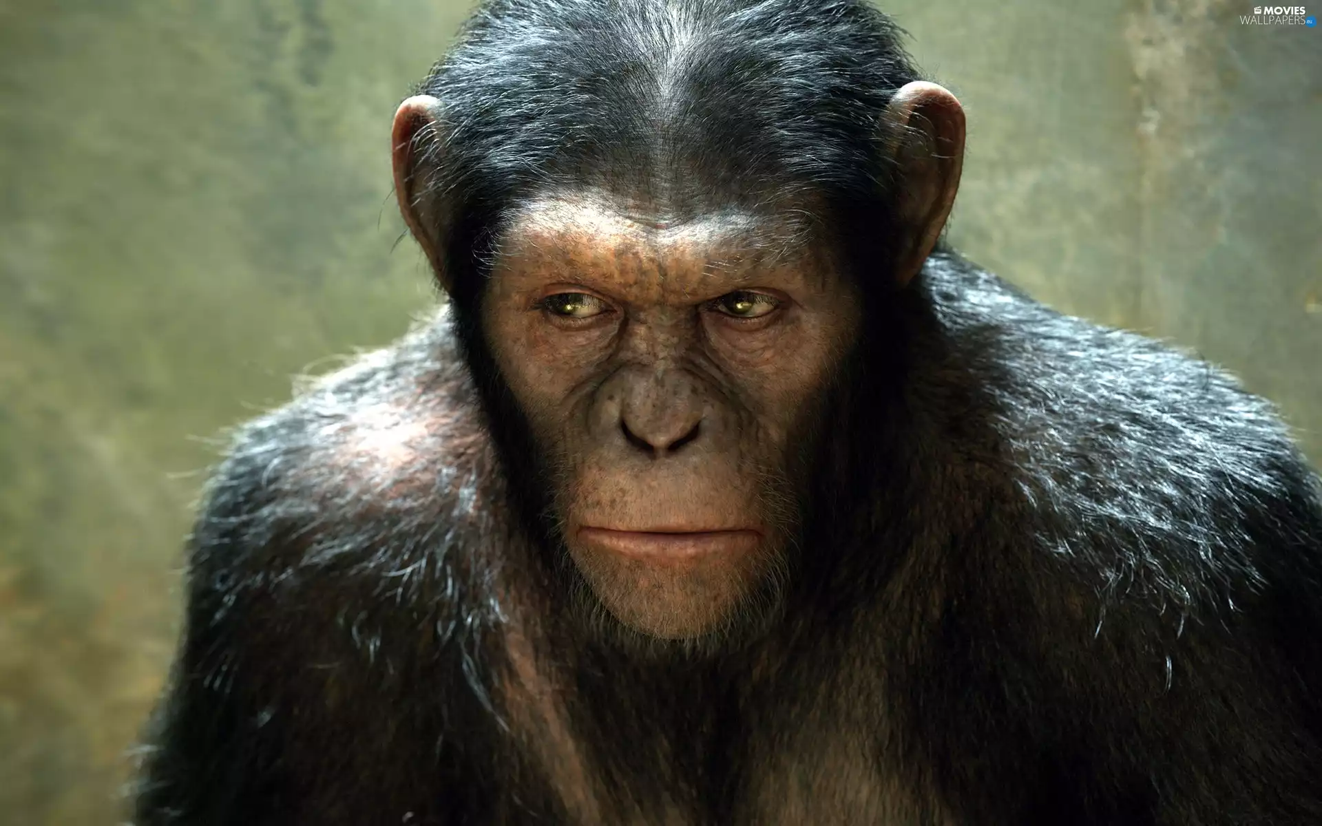 bad, movie, Rise of the Planet of the Apes, chimpanzee