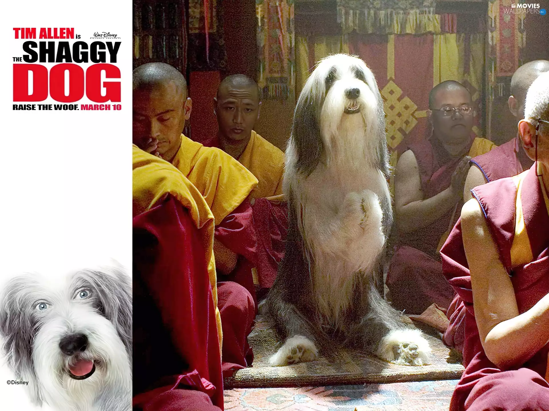 Asians, prayers, dog, buddhism, The Shaggy Dog
