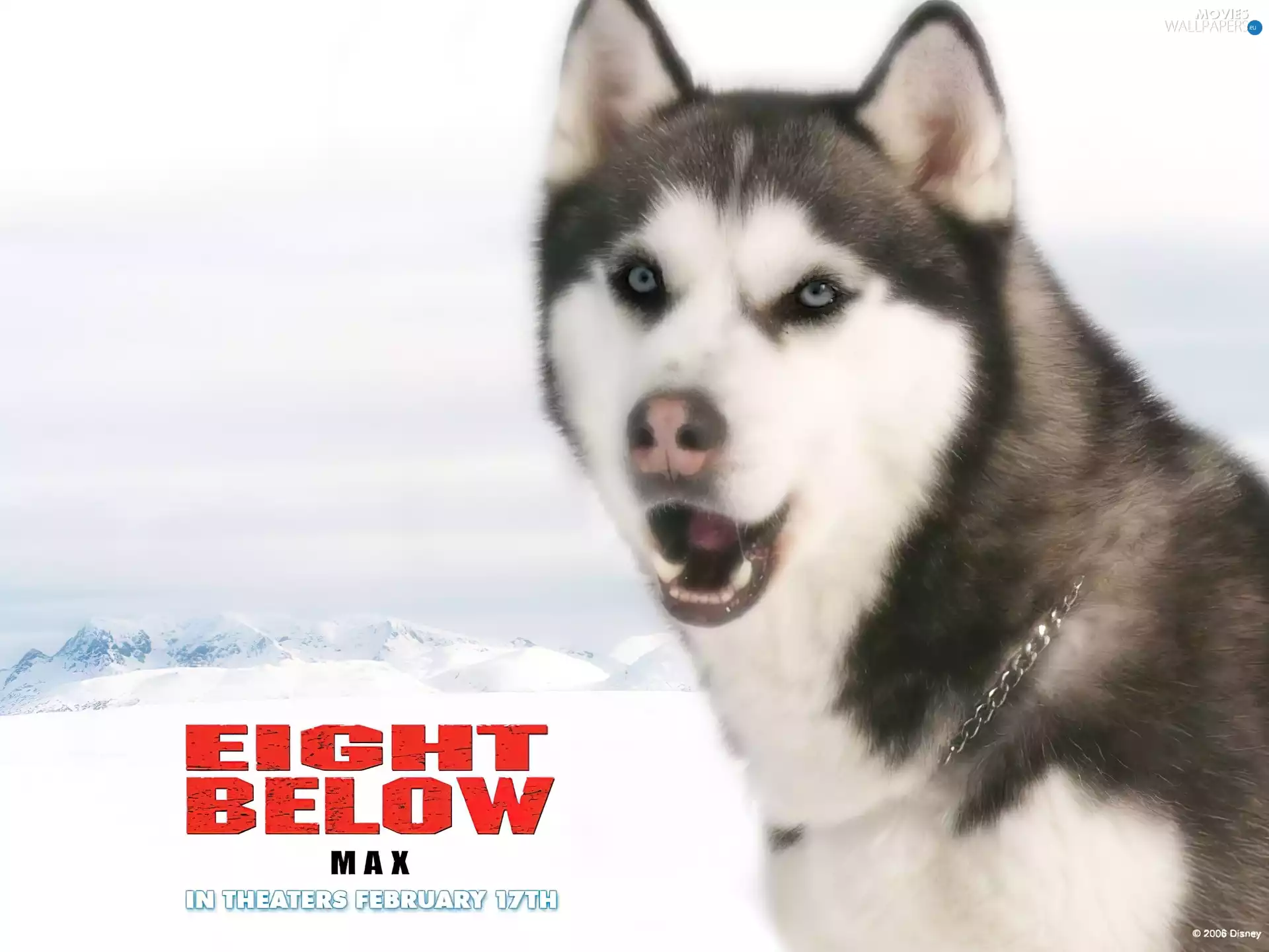 dog, Eight Below, chain