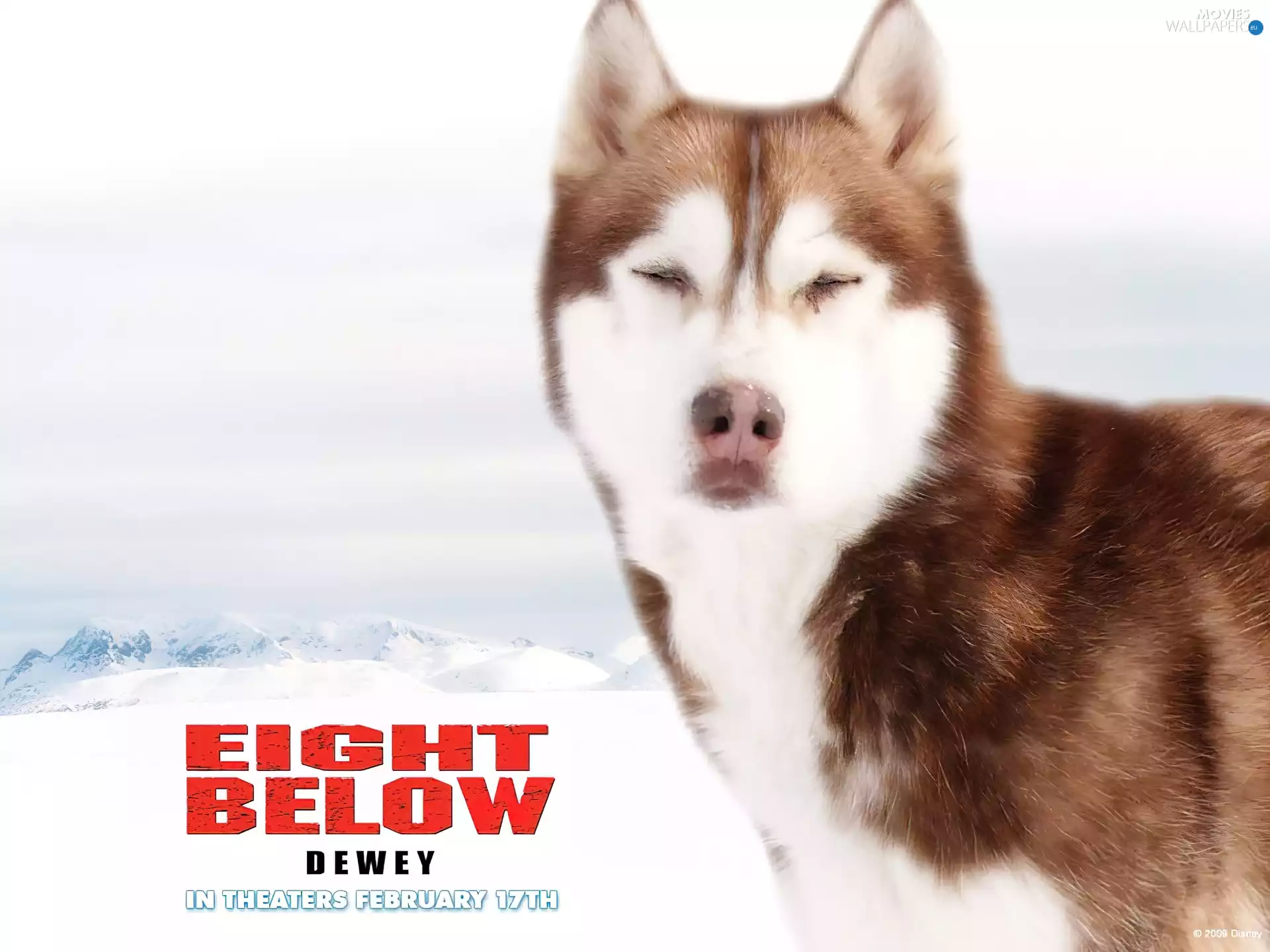 dog, Eight Below
