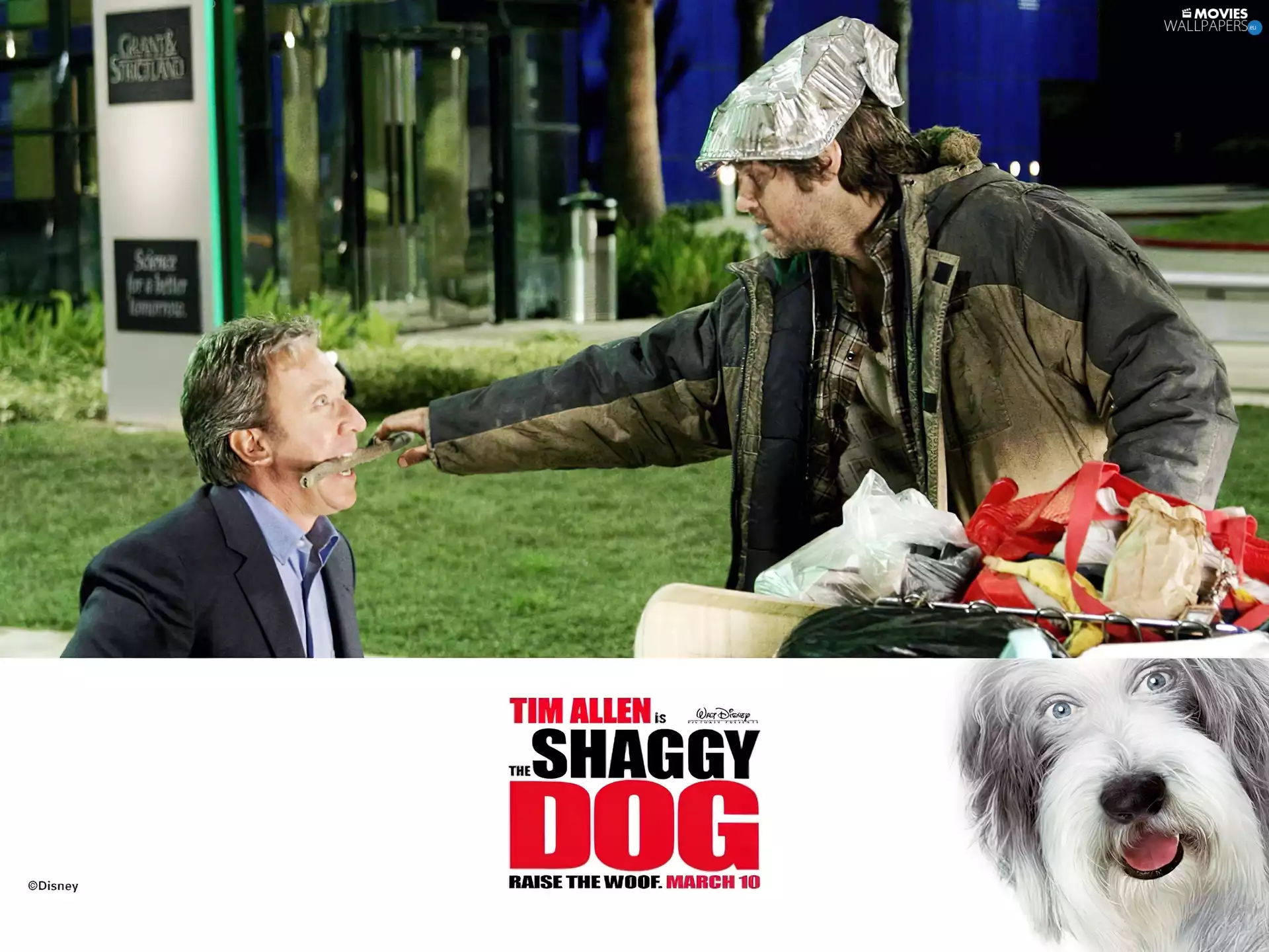 Stick, dog, Tim Allen, homeless, The Shaggy Dog