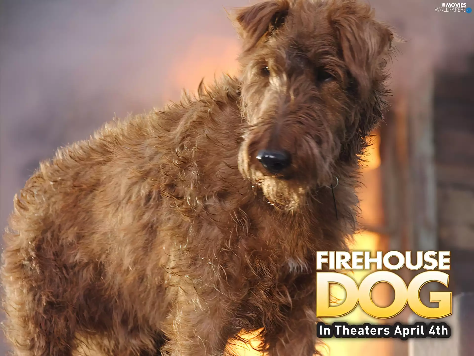Firehouse Dog, dog