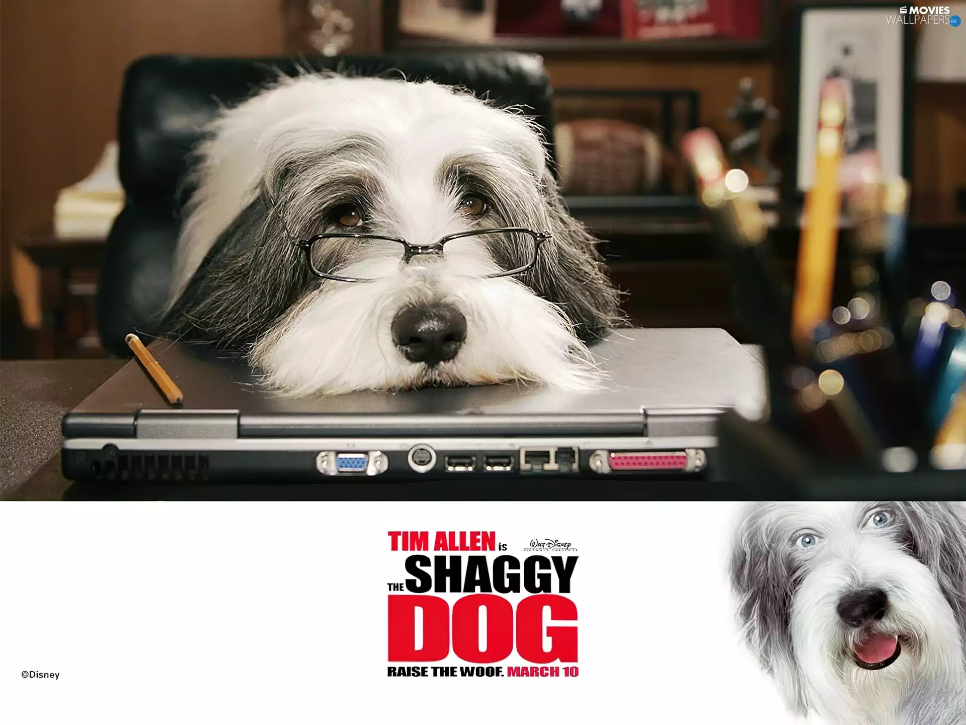 PC, office, dog, Glasses, The Shaggy Dog