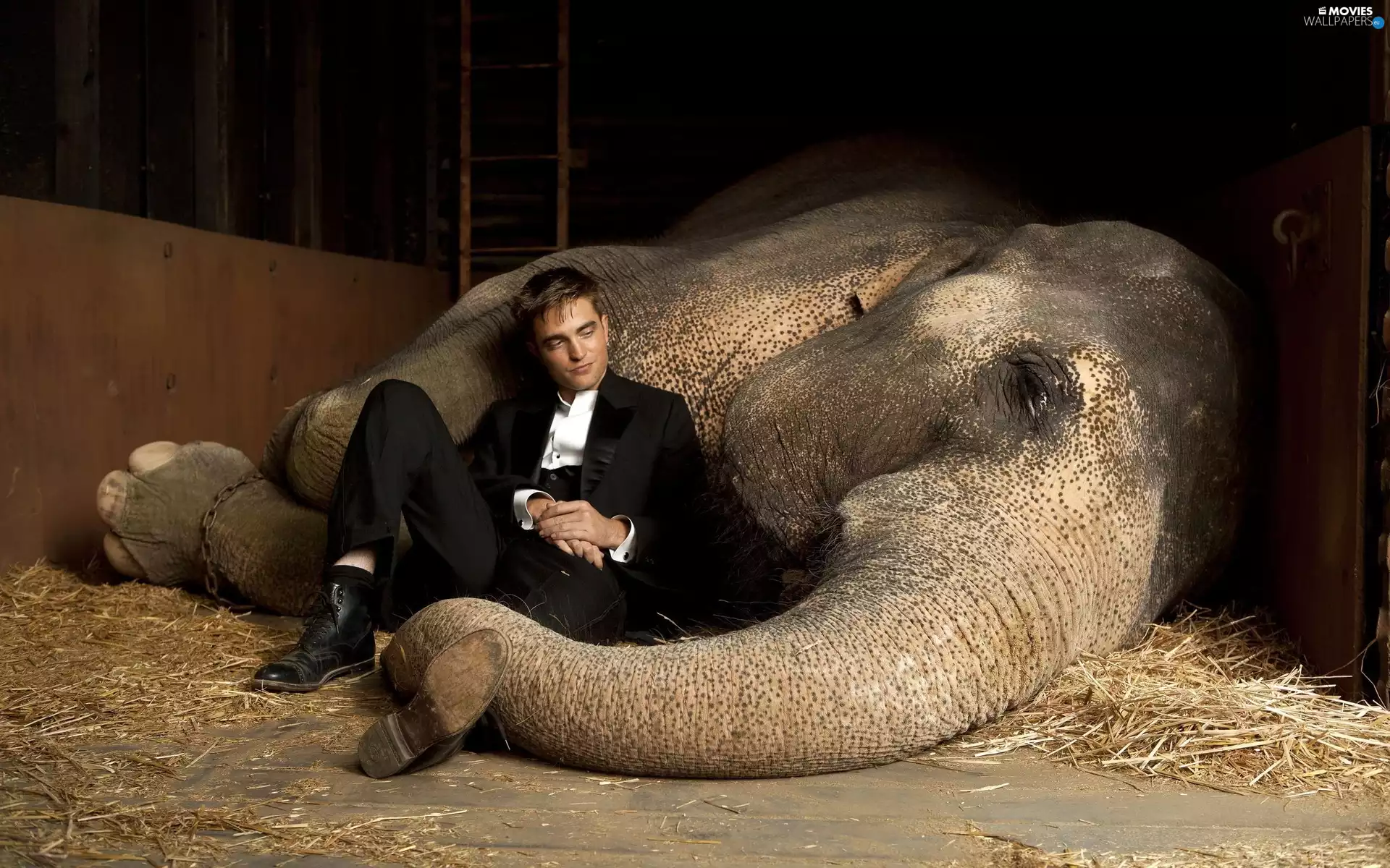 a man, Elephant, trumpet, suite