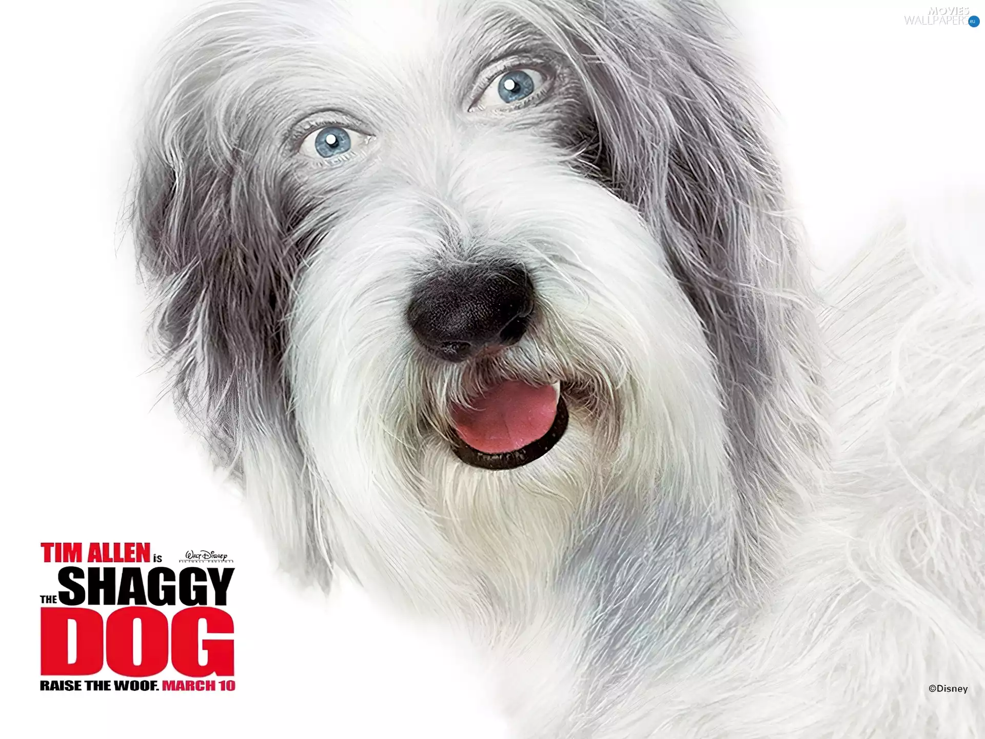 The Shaggy Dog, mouth, text, dog