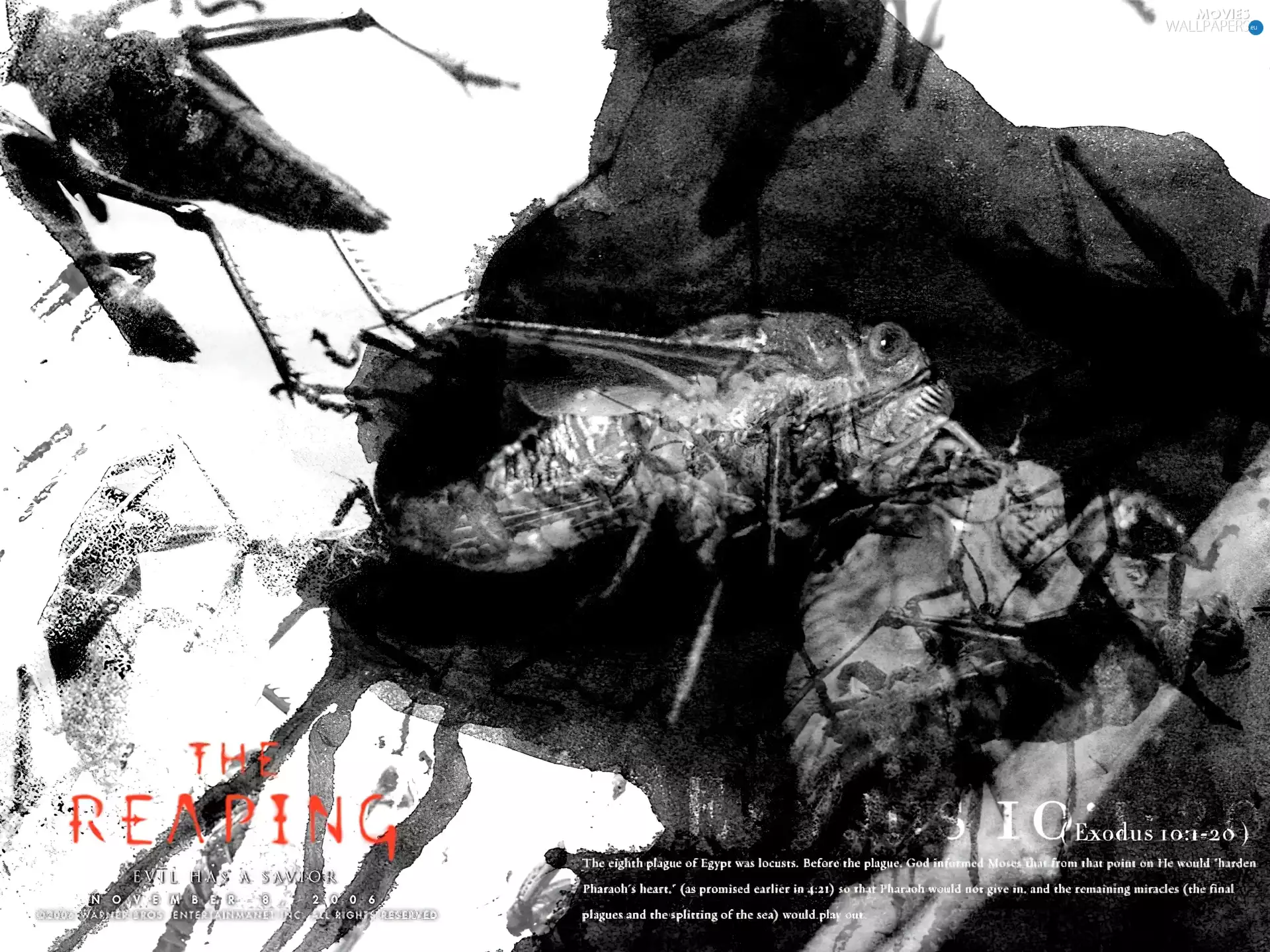 text, spots, fish, Insect, Reaping