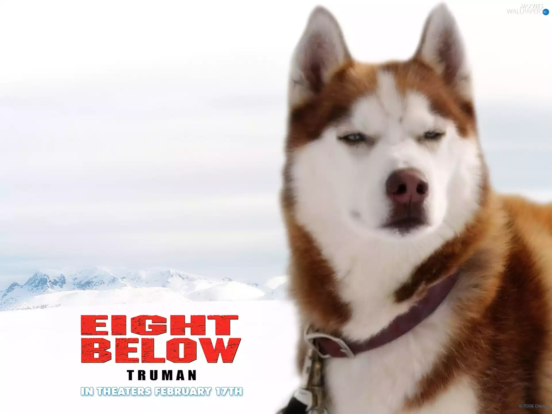 dog, Eight Below, team