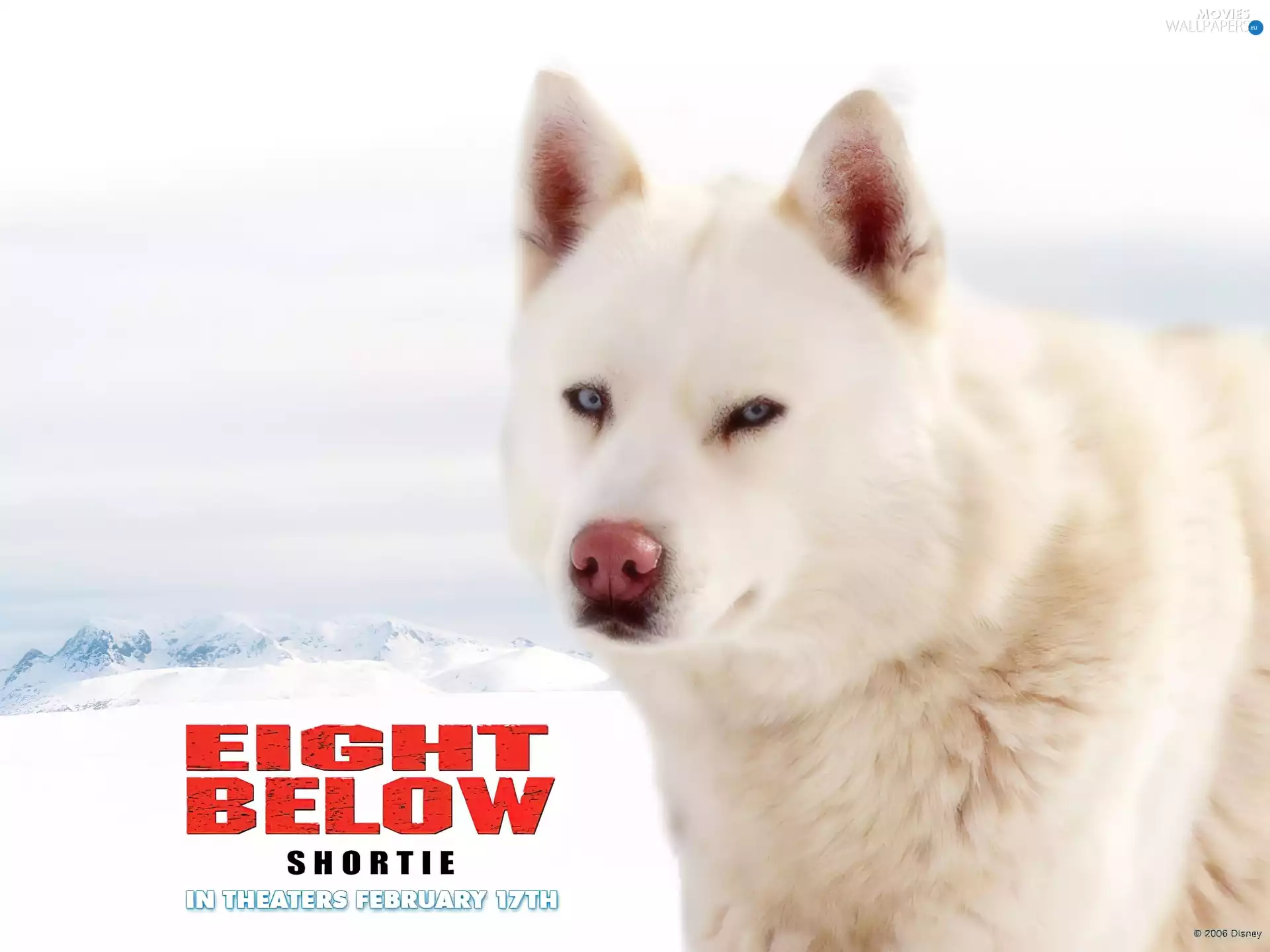 dog, Eight Below, White